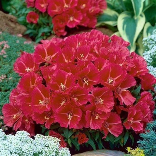 10 Seeds Red Grandiflora Meteor Godetia Flower Seeds, Azalea, Heirloom