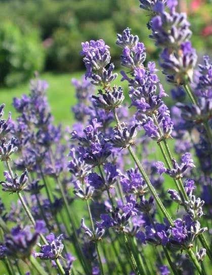 50 Seeds Fragrant French Provence Lavender Seed, Aromatic, Natural, Non GMO, Heirloom