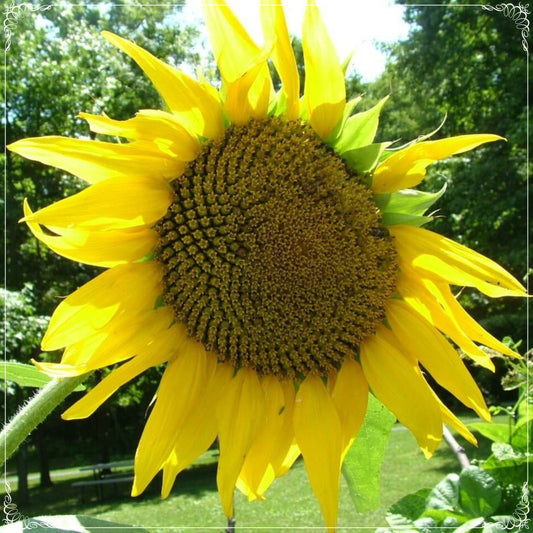 10 Seeds Natural Black seed Sunflower Seeds, Helianthus, Natural, Non GMO, Heirloom