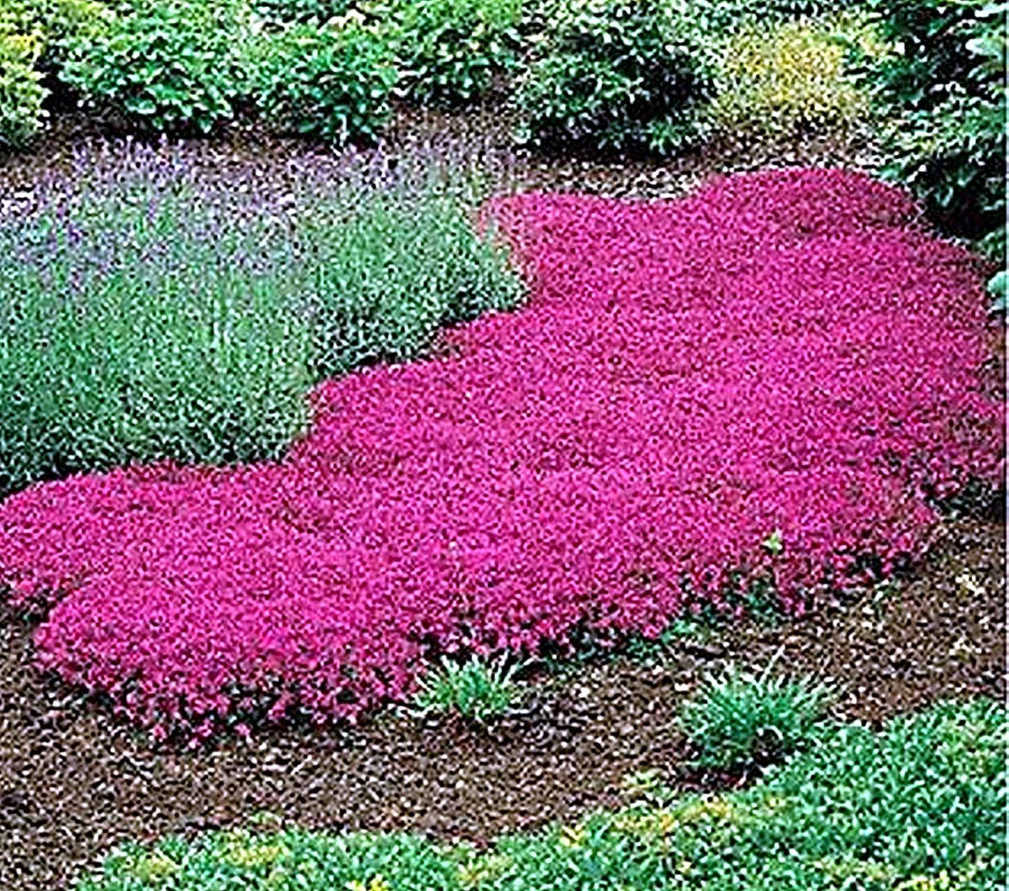 100 Seeds Red Creeping Thyme, Rock Cress, Thymus Praecox Coccineus, Natural, Non GMO