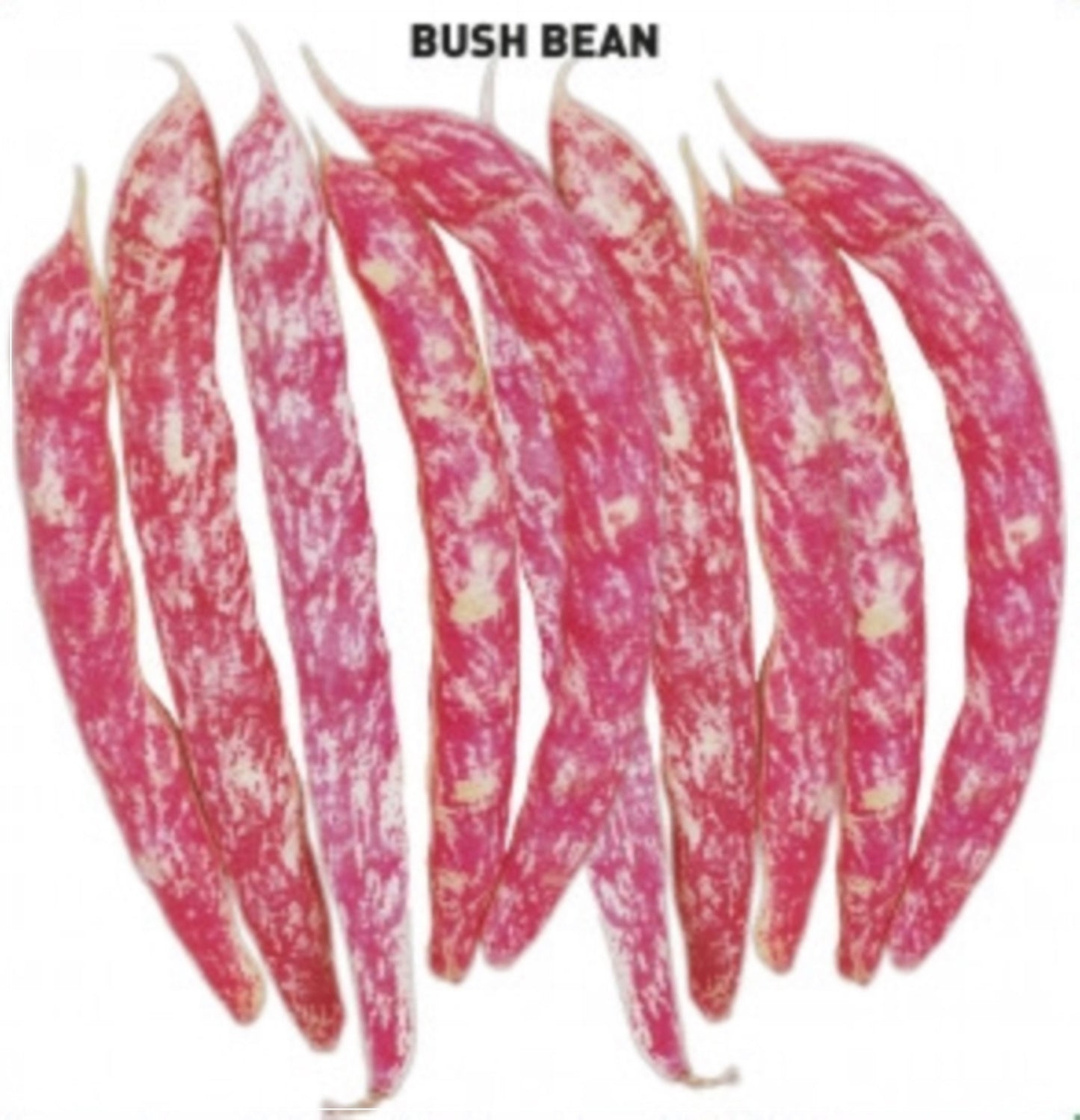 20 Seeds Bush Borlotti Beans, Kidney Bean Seed, Vegetable, Natural, Non GMO, Heirloom Cranberry
