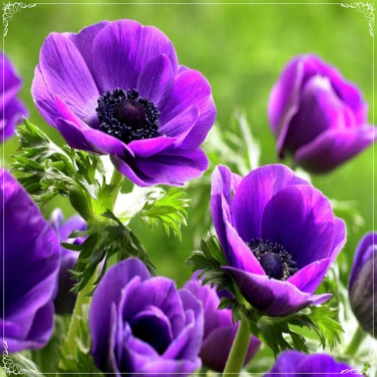 5 Seeds Pasque Flower, Wind Flower, Meadow Anemone, Purple Pulsatilla Vulgaris Seed, Natural, Non GMO, Heirloom