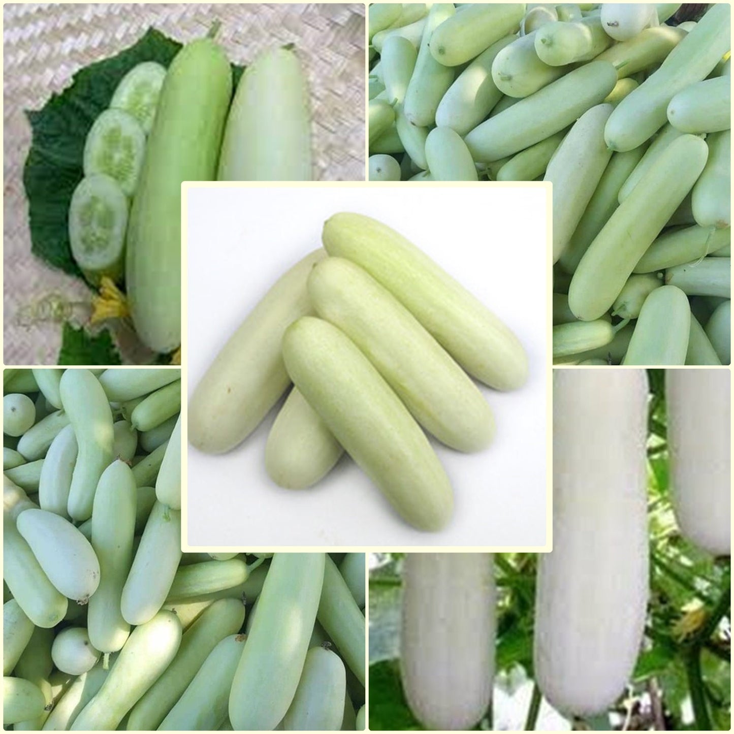 10 Seeds White Large Cucumber, Large Fruits, Sweet, Crisp, Delicious Flesh, Thai Vegetable, Non GMO