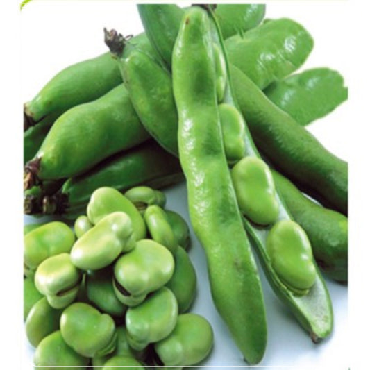 5 Seeds Fava Bean Seed, Early Gum Bean, Broad Bean Vegetable, Natural, Non GMO, Heirloom