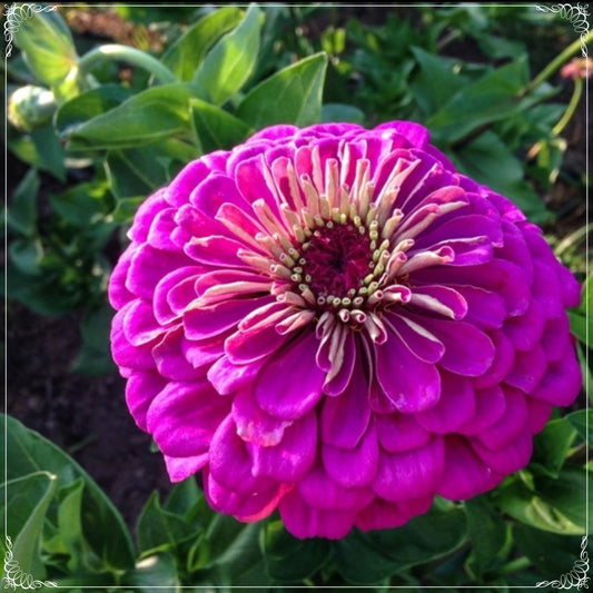 20 Seeds Dahlia Flowering Violet Quen Zinnia Seed, Natural, Non GMO, Heirloom