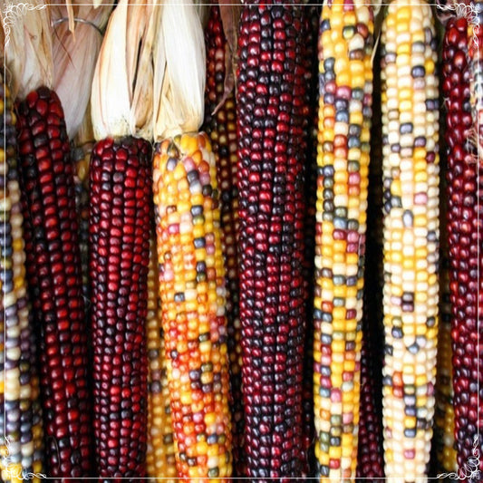 10 Seeds Natural Colorful Indian Corn Seeds, Rainbow Sweet Corn, Natural, Non GMO, Heirloom