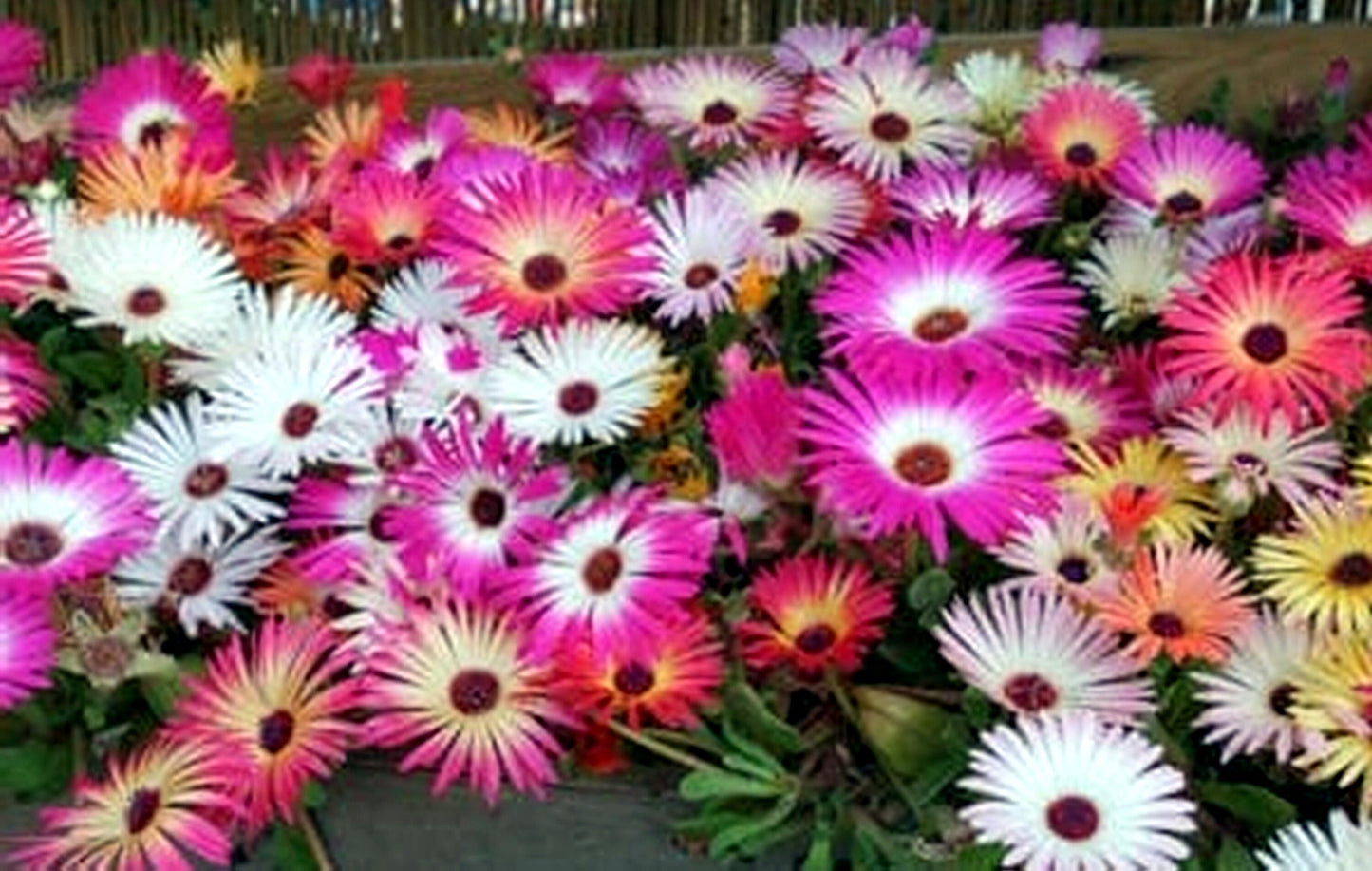 1000 Seeds Baby Sun Rose, Mesembryanthemum Cordifolium, Ice plant Flower