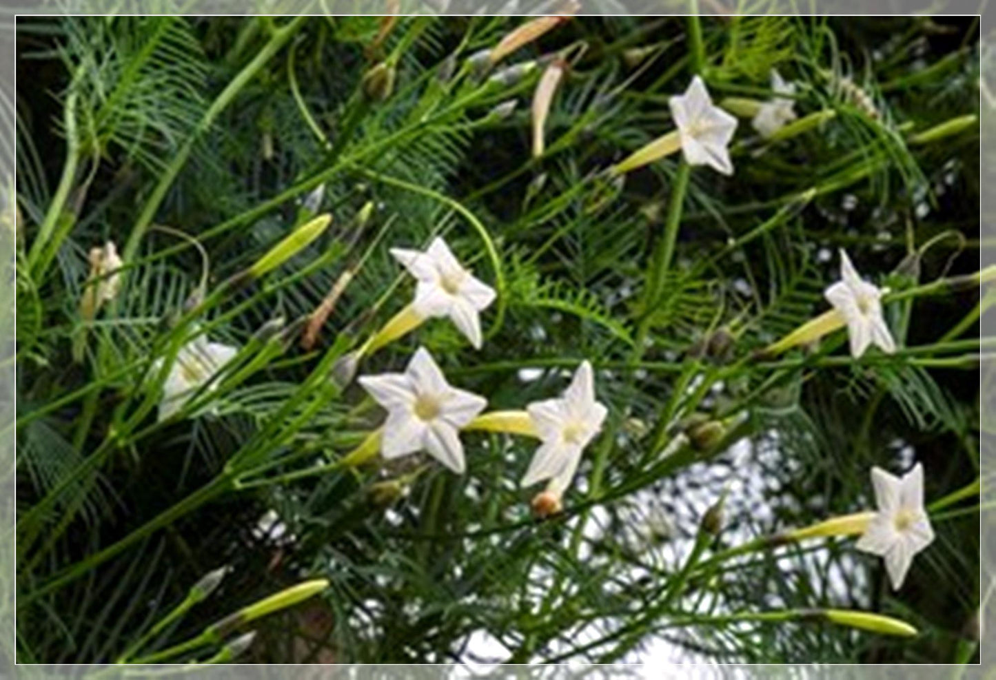 10 Seeds White Cypress Vine, Ipomoea Quamoclit, Cardinal Climber