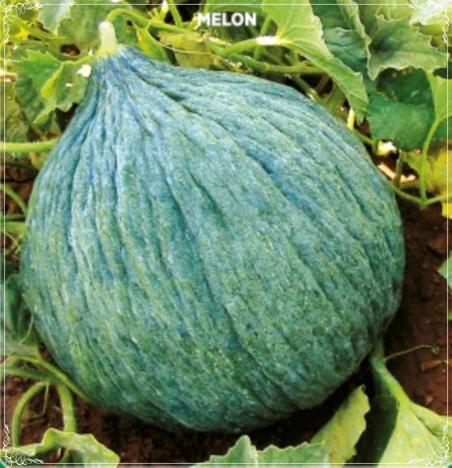 50 Seeds Piel de Sapo Melon Seed, Cucumis Melo, Valencia , Natural, Non GMO, Heirloom