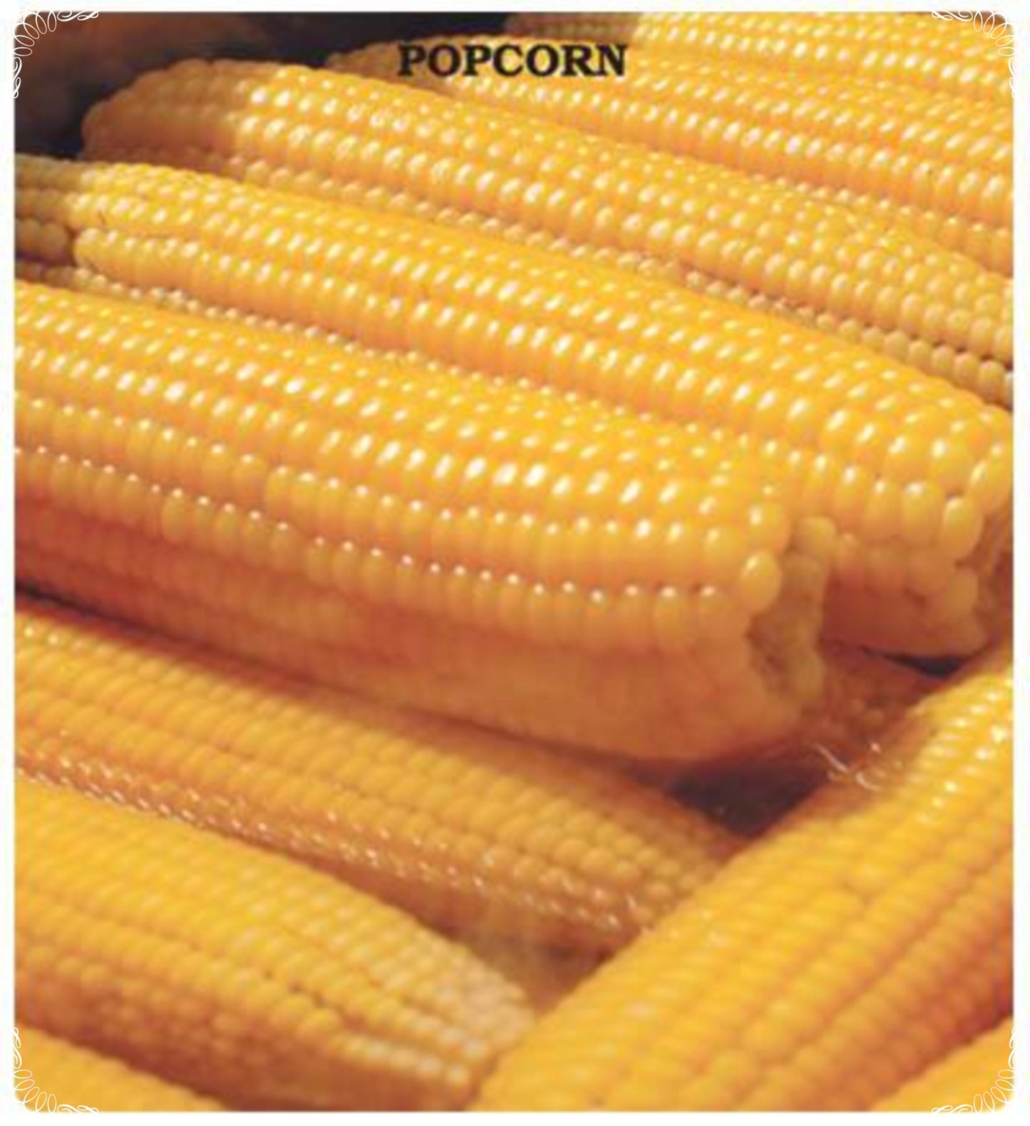 10 Seeds Gin Corn Seed, Natural Garden Corn, Non GMO, Heirloom, Rare, Easy To Grow