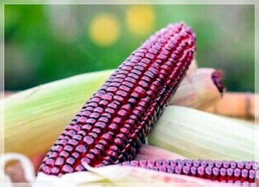 5 Seeds Sweet Purple Ruby Corn Seeds, F1 Thai Sweet Corn, Zea mays, Non GMO