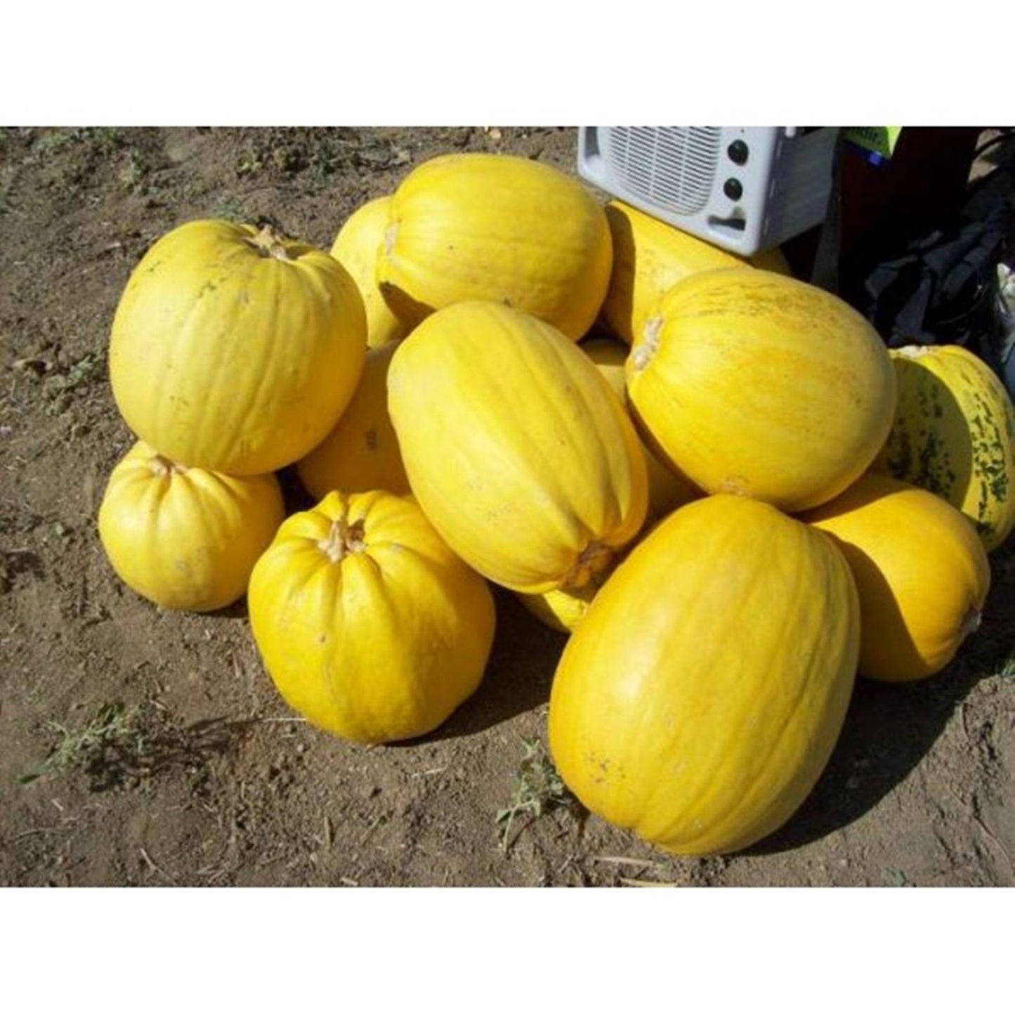 10 Seeds Natural Yellow Large Pumpkin, For Snack Core, Gourd, Squash, Non GMO