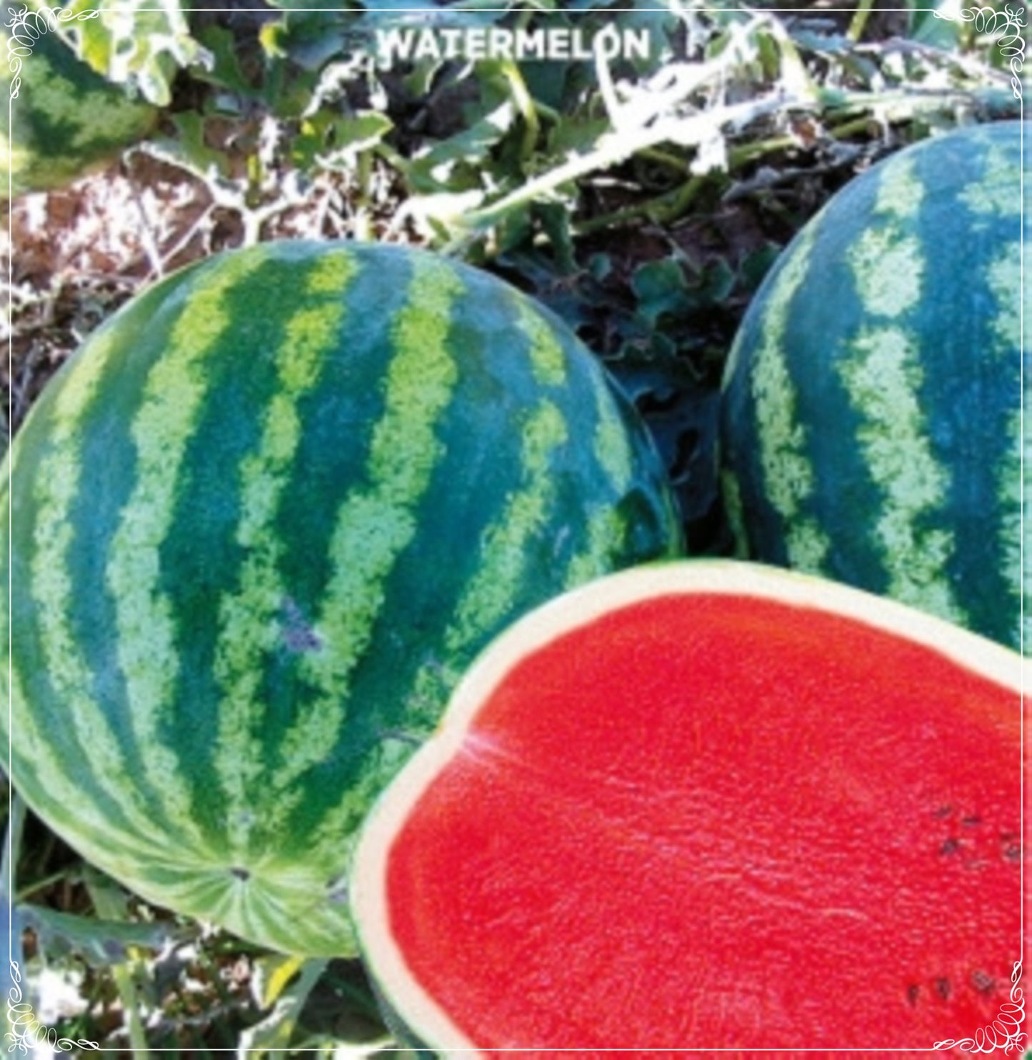 50 Seeds Crimson Sweet Watermelon Seed, Vegetable, Natural, Non GMO, Heirloom