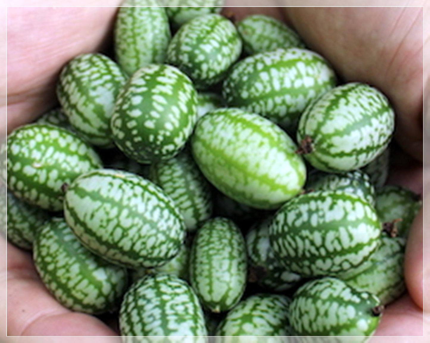 10 Seeds Watermelon Cucumber Seeds, Cucamelon, Miniature Mexican Sour Gherkin, Mouse Melon, Edible, Pickling, Natural