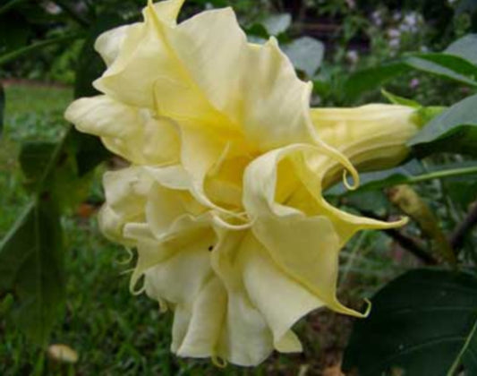 5 Seeds Perfume Fragrant Yellow Double Datura Ballerina Seed, Multilayered Angel Trumpet Flower