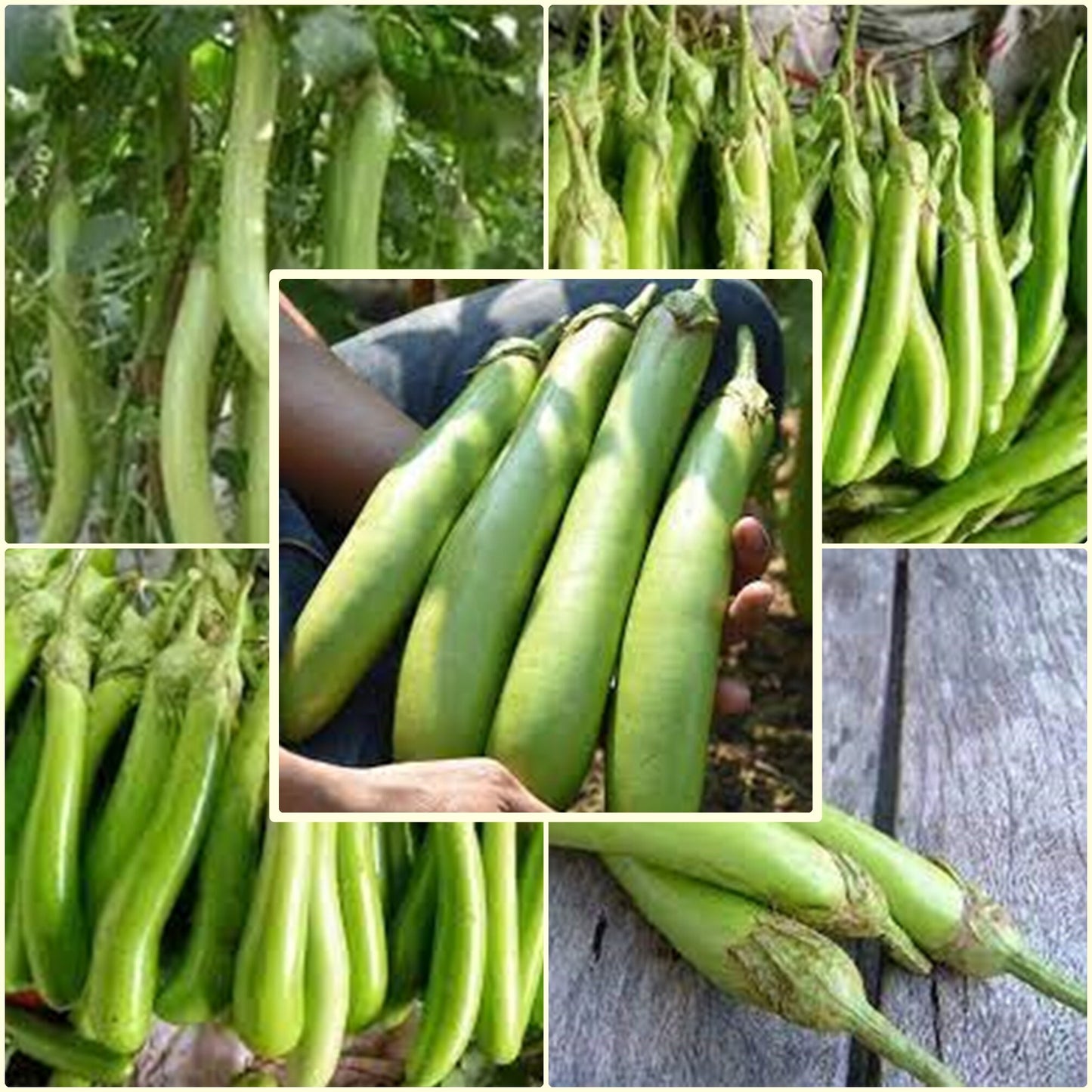 50 Seeds Long Green Eggplant, Tomahawk Thai Eggplant, Natural, Non GMO