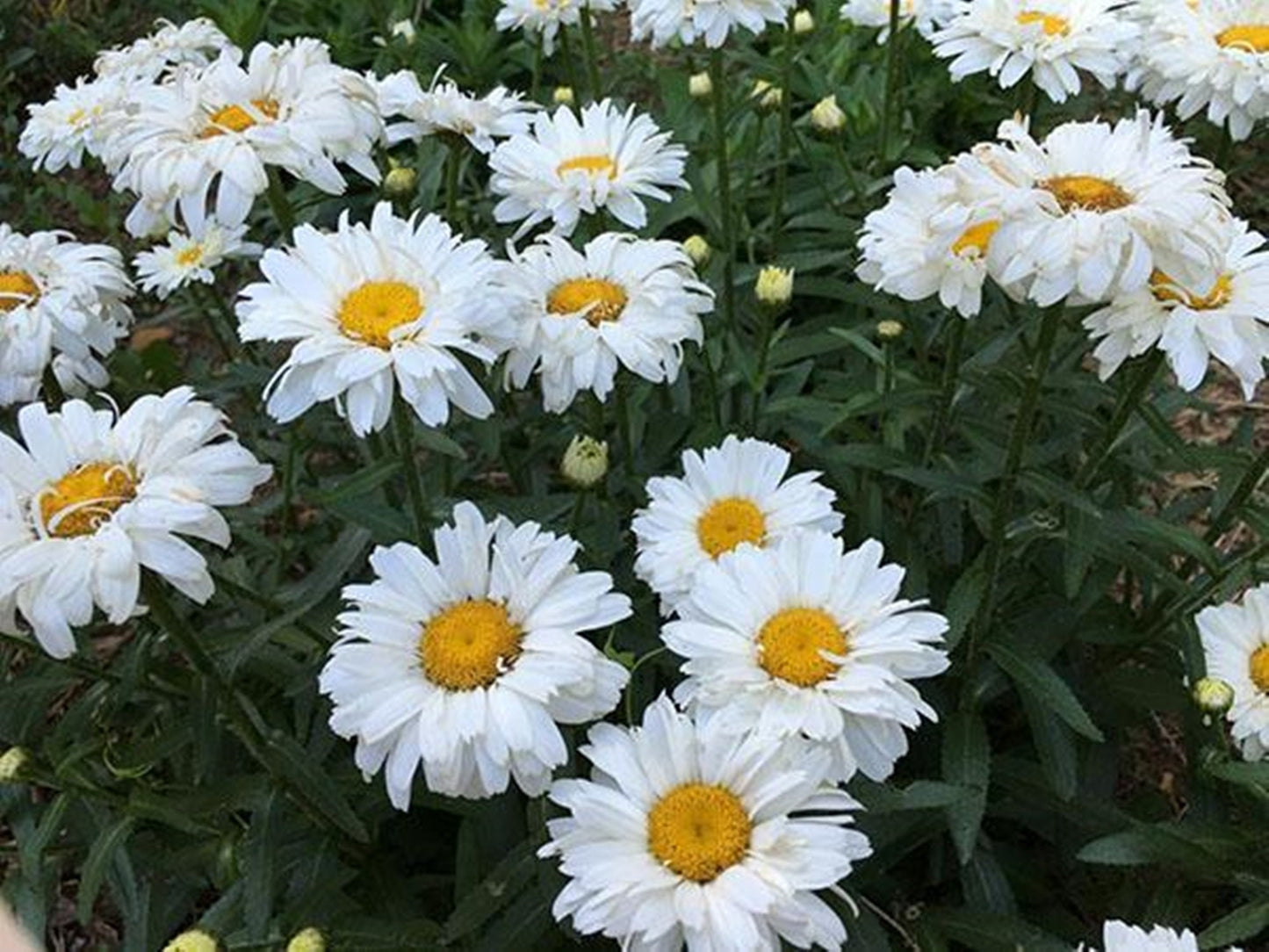 50 Seeds Large White Daisy Flower Seeds, Chrysanthemum Maximum, Marguerite, Heirloom