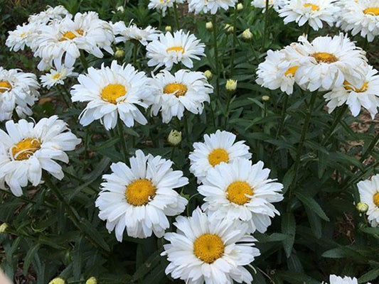 50 Seeds Large White Daisy Flower Seeds, Chrysanthemum Maximum, Marguerite, Heirloom