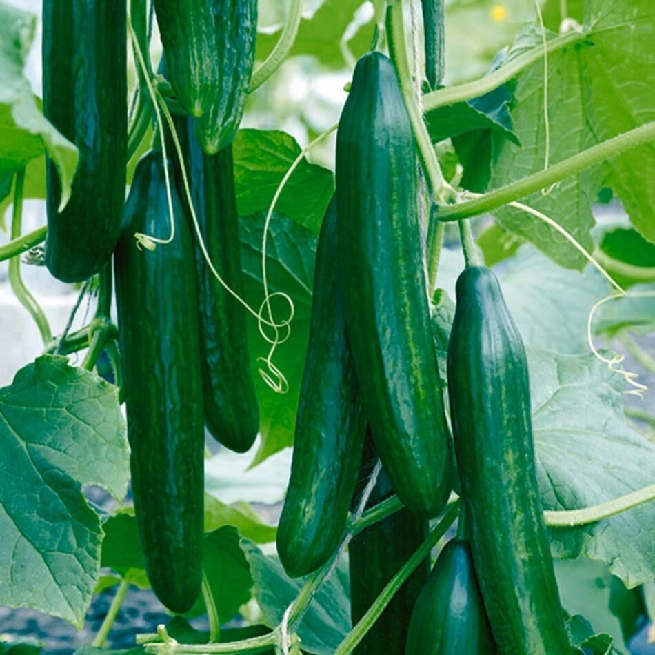 50 Seeds Super Beit Alpha Cucumber, Persian, Lebanese Cucumber, Fragrant Manny, Natural, Non GMO, Heirloom