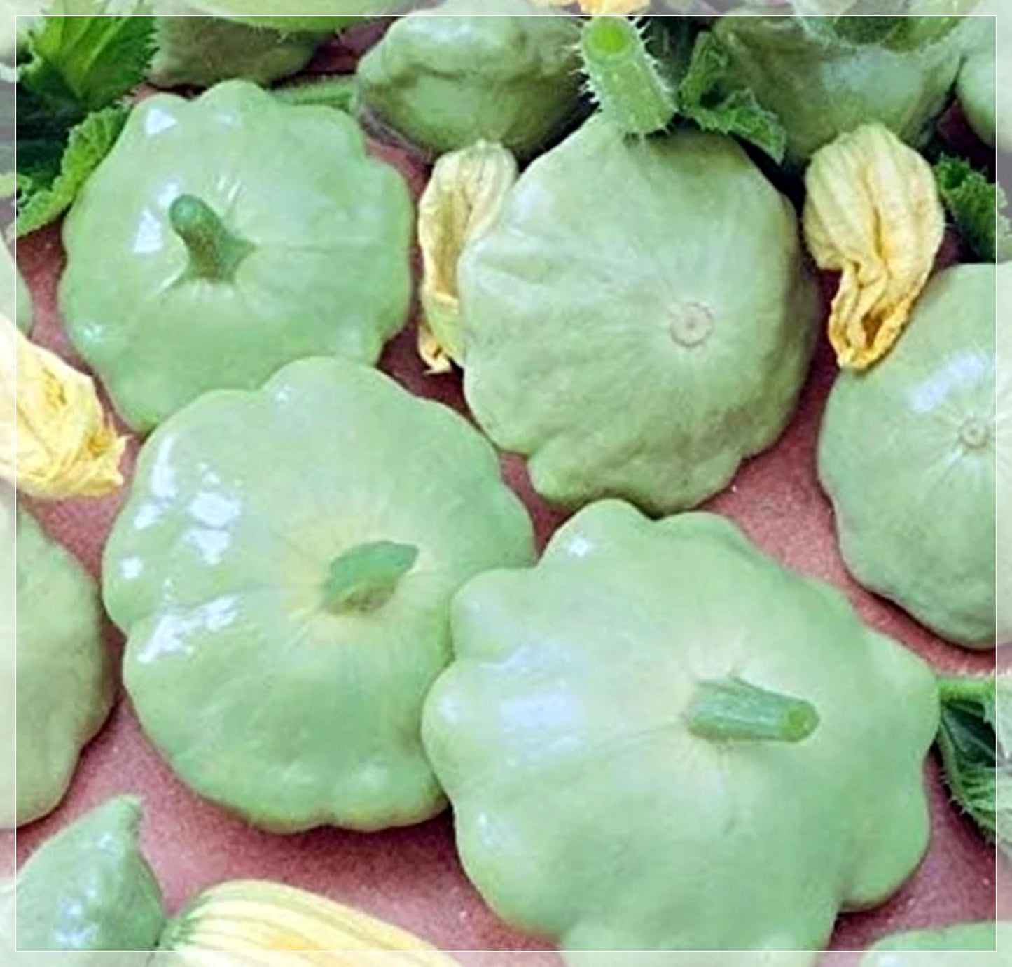 5 Seeds Bennings Green Tint Summer Squash Seeds, Pattypan, Vegetable, Natural, Non GMO, Heirloom