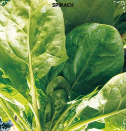 200 Seeds Matador Spinach Seed, Vegetable Foliage, Natural, Non GMO, Heirloom