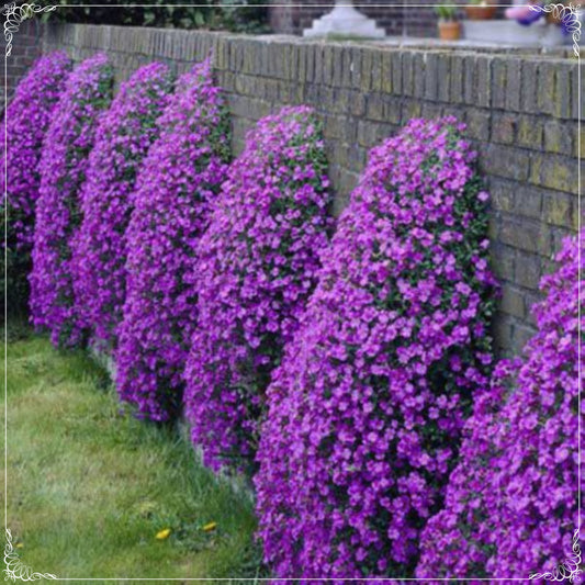 100 Seeds Violet Aubrieta Flower Seed, Rock Cress, Natural, Non GMO, Heirloom
