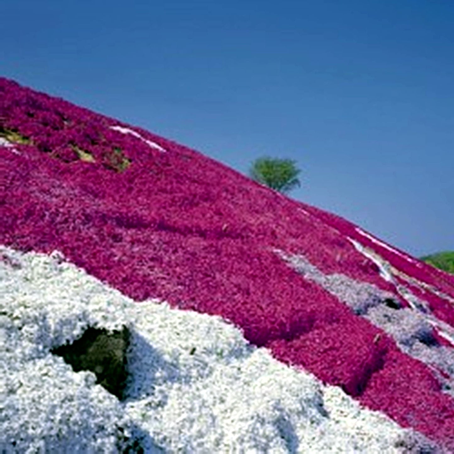 100 Seeds Red Creeping Thyme, Rock Cress, Thymus Praecox Coccineus, Natural, Non GMO