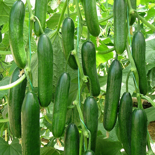 50 Seeds Fragrant Beith Alpha Cucumber Seed, Delicious, Persian, Lebanese, Manny Cucumber, Natural, Non GMO, Heirloom