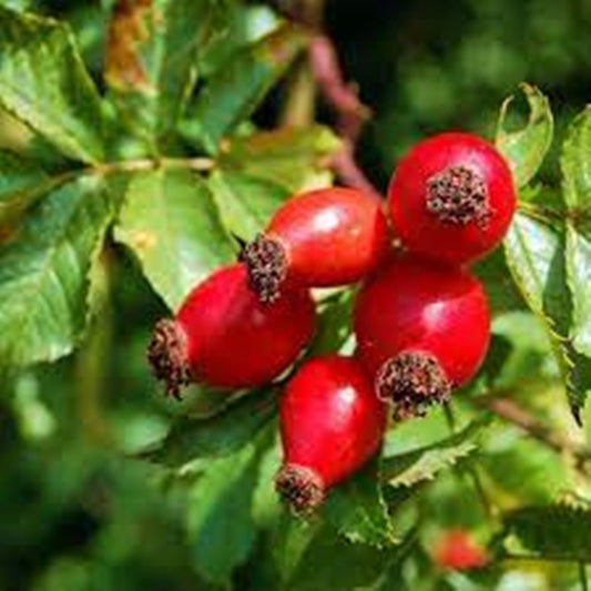 10 Seeds Rosa Canina Rosehip Seeds Natural, Non GMO, Heirloom