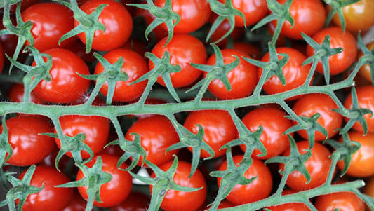 50 Seeds Natural Turkish Cherry Tomato Seeds, Very Prolific Natural, Non GMO, Heirloom