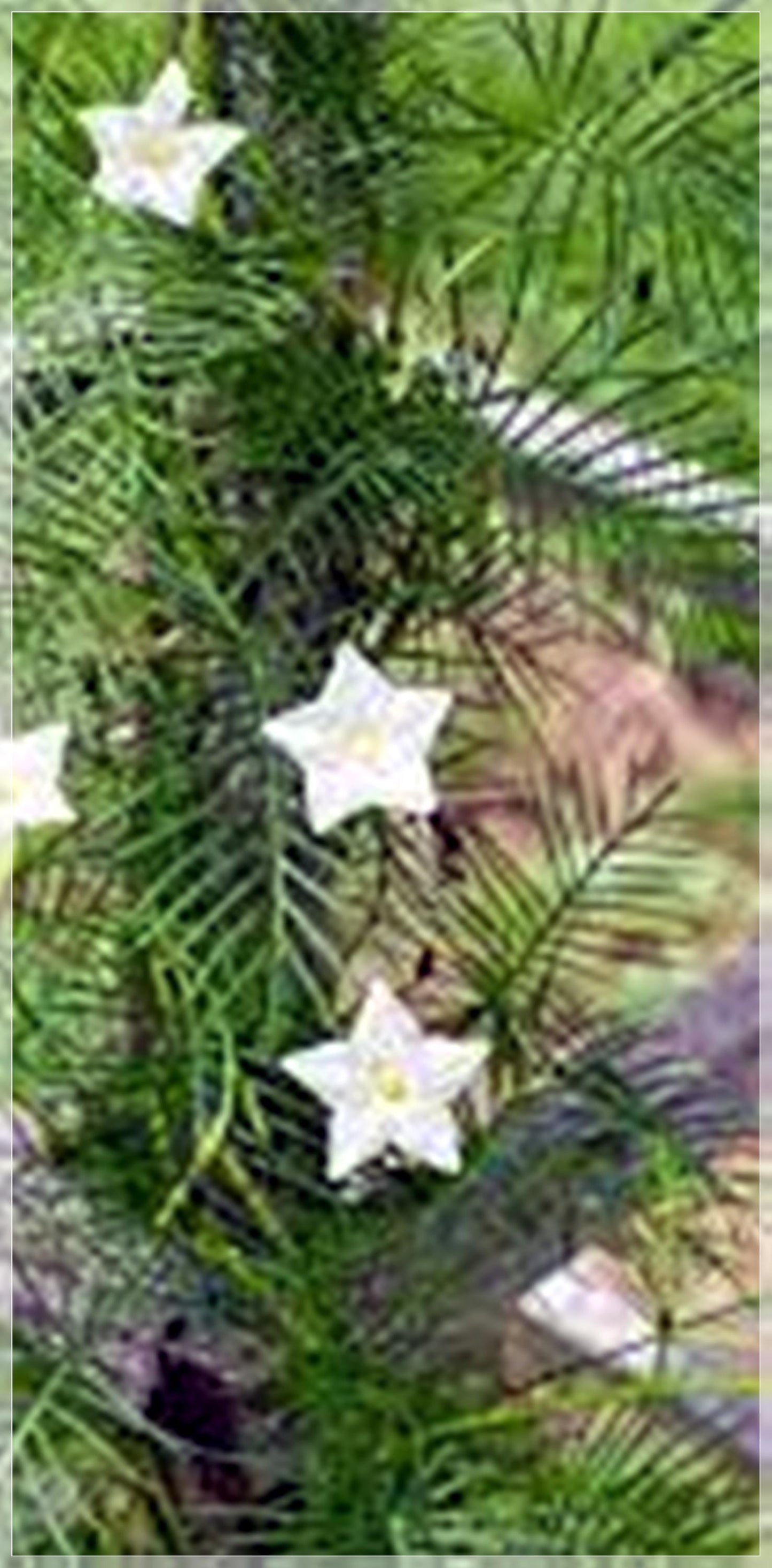 10 Seeds White Cypress Vine, Ipomoea Quamoclit, Cardinal Climber