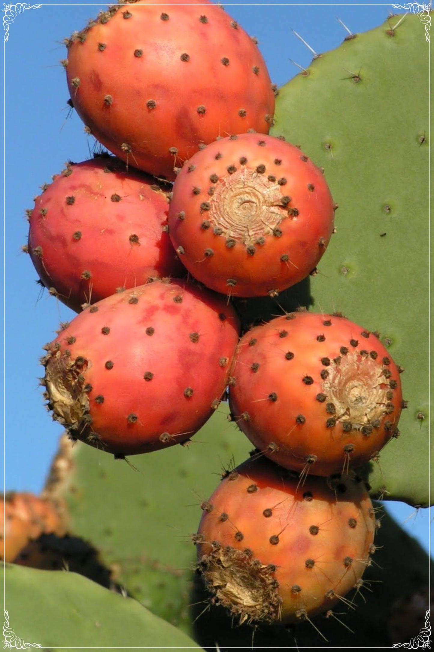 5 Seeds Prickly Fig Seed, Prickly Pear Cactus Seeds, Fruit, Natural, Non GMO, Heirloom