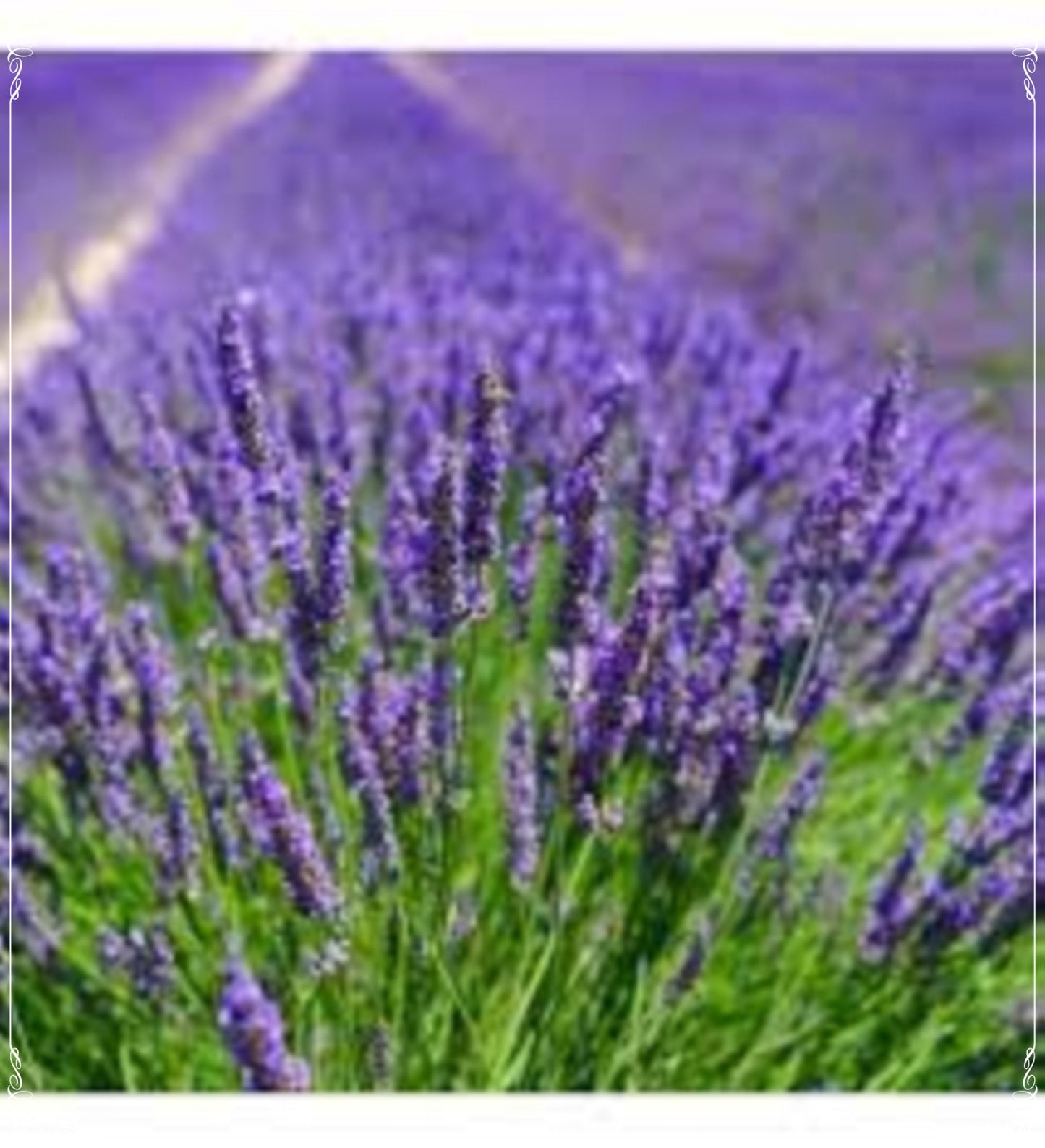 50 Seeds Munstead Strain Dwarf English Lavender Seed Natural, Non GMO, Heirloom