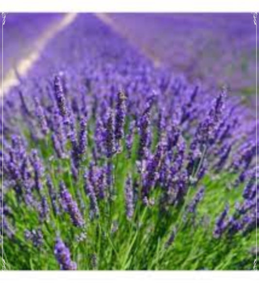 50 Seeds Munstead Strain Dwarf English Lavender Seed Natural, Non GMO, Heirloom