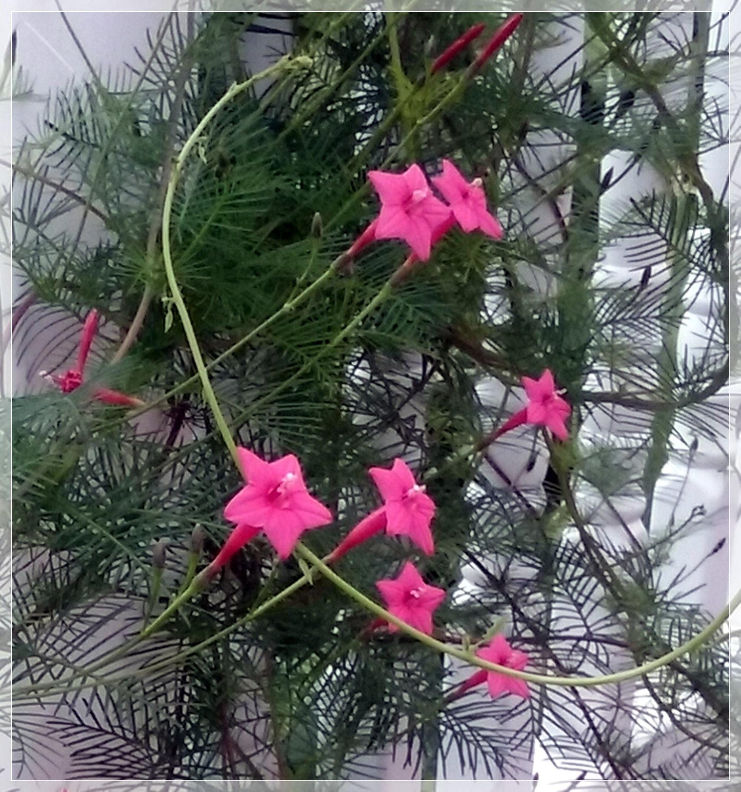 10 Seeds Pink Cypress Vine, Ipomoea Quamoclit, Cardinal Climber