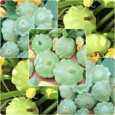 5 Seeds Bennings Green Tint Summer Squash Seeds, Pattypan, Vegetable, Natural, Non GMO, Heirloom