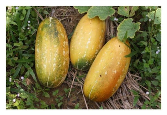 15 Seeds Thai Golden Musk Melon, Ripe Melon, Natural, Non GMO