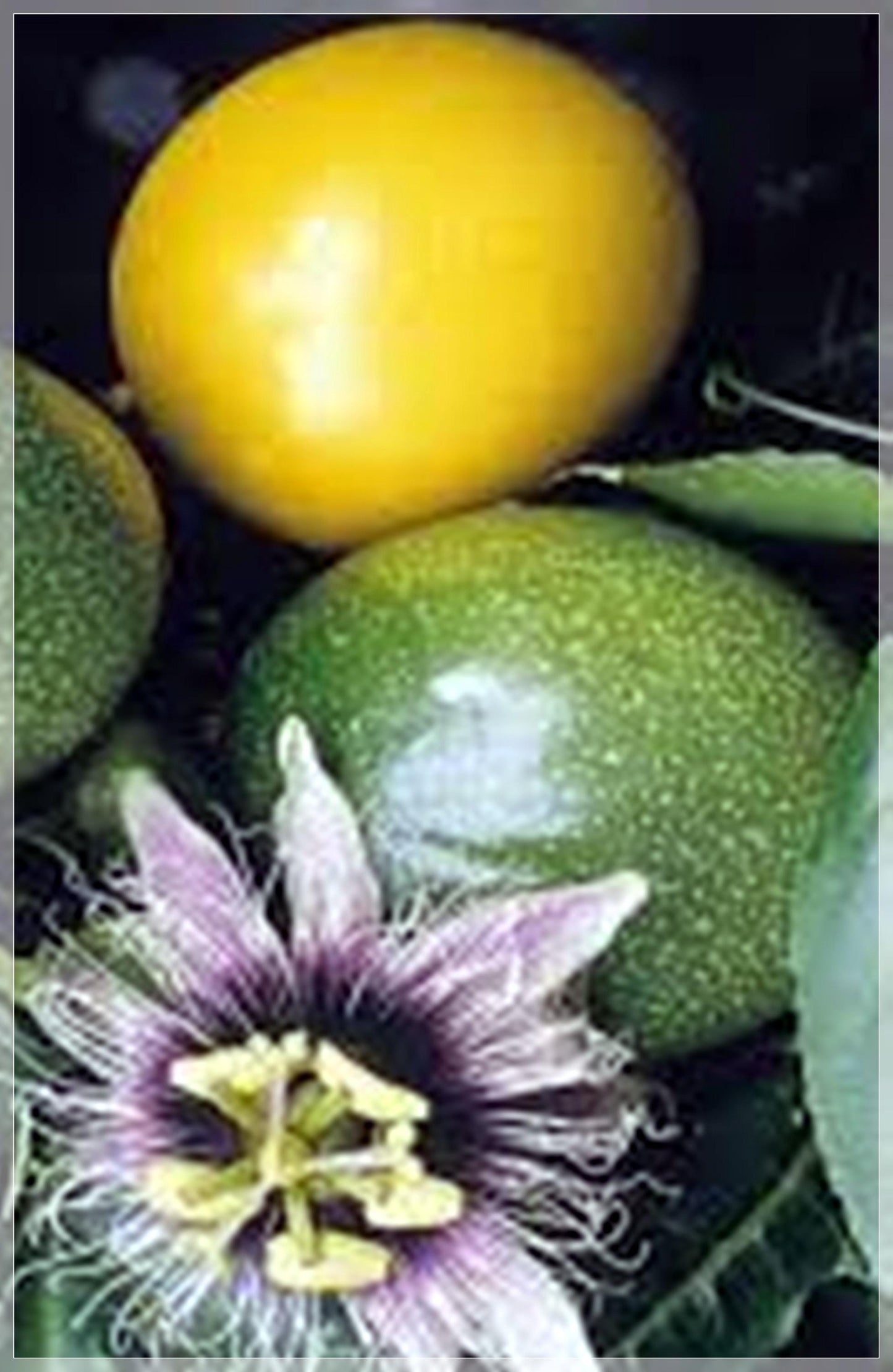 10 Seeds Yellow Passion Fruit, Passiflora, Maracuya, Natural, Non GMO, Heirloom