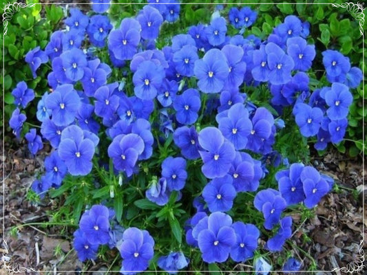 50 Seeds Viola Cornuta Osirus Blue Perfection Flower Seed, Pansy, Natural, Non GMO, Heirloom