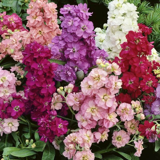 50 Seeds Mixed Brompton Stock, Matthiola incana Seeds, Imperial Giant Hoary Stock Flower, Heirloom