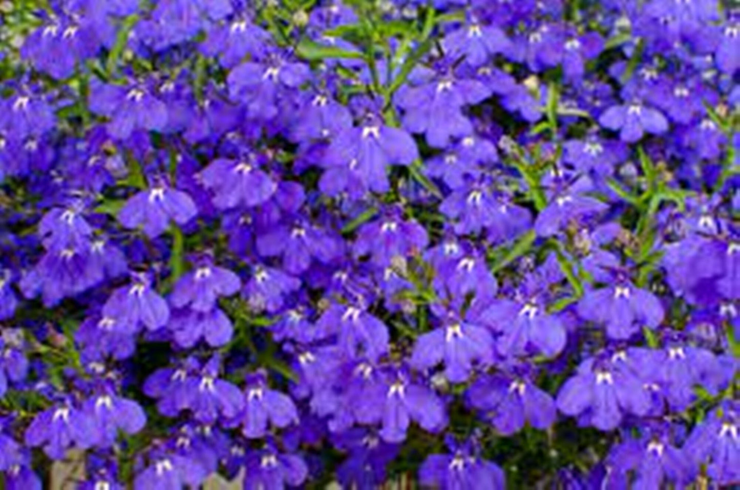 50 Seeds Lilac Color Dangling Lobelia Flower Seeds, Lobelia Pendula, Heirloom