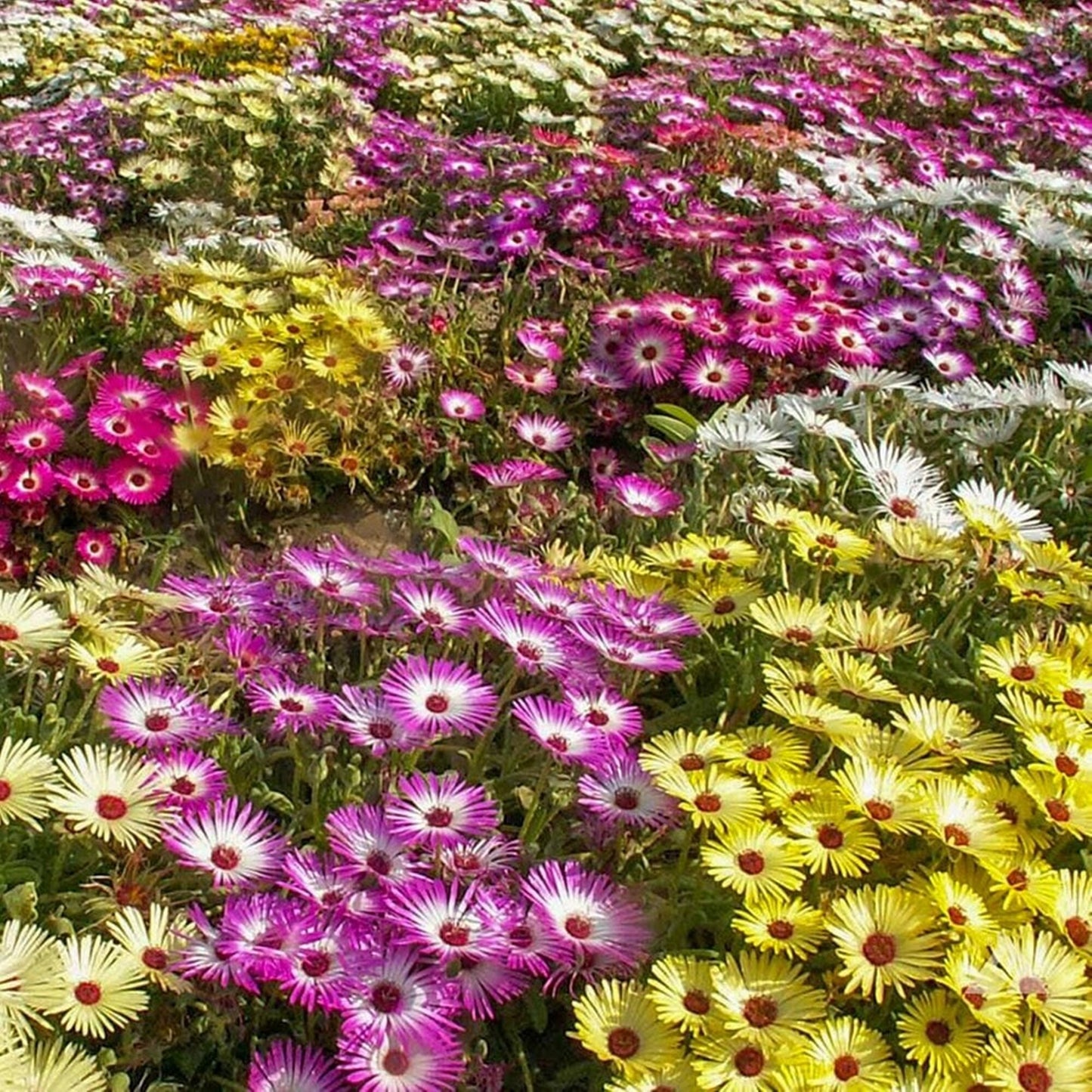 1000 Seeds Baby Sun Rose, Mesembryanthemum Cordifolium, Ice plant Flower