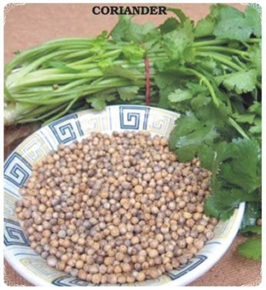 100 Seeds Natural Coriander Seed, Aromatic, Natural, Non GMO, Heirloom, Easy To Grow