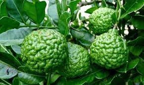 5 Seeds Fragrant Kaffir Lime, Kieffer Lemon Tree, Makrut, Magrood, Thai Local, Natural, Non GMO