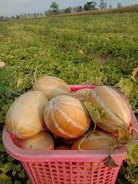 10 Seeds Golden Thai Melon, Singapore Melon, Natural, Non GMO