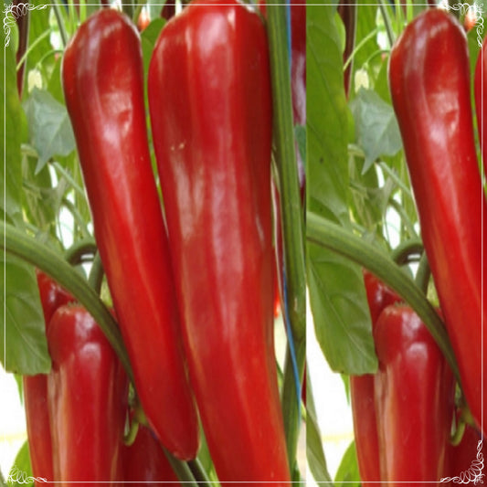 100 Seeds Marconi Pepper Seed, Red Capia Sauce Pepper, Natural, Non GMO, Heirloom