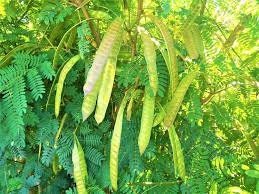 20 Seeds Acacia House Lead Tree, Jumbay, Pearl Wattl, River Tamarind, Thai Plant, Natural, Non GMO