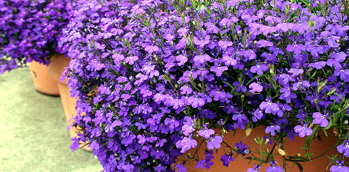 100 Seeds Hanging Purple Lobelia Pendula, Hang-downing Cascade Flower