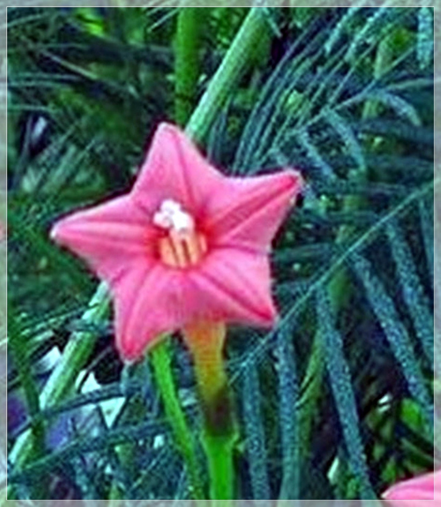 10 Seeds Pink Cypress Vine, Ipomoea Quamoclit, Cardinal Climber