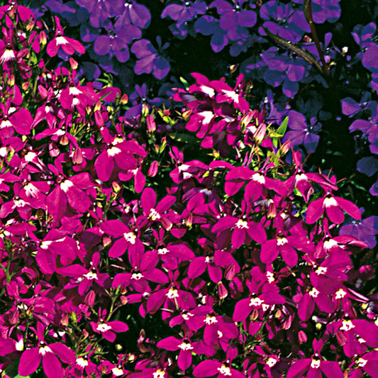 50 Seeds Hanging Claret Red Lobelia Pendula, Hang-downing Cascade Flower